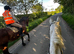 18.2hh+ 16yr old  TbXShire gelding