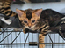 Pure bengal kittens
