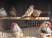 This year mixed Zebra finches