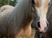 Perfect Pretty Palomino Filly