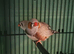 3 pairs exhibition finch