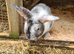 Lionhead x Lops