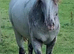 San Cler Cob Geldings