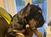 Male French Bulldog Puppy Looking for His Forever Home
