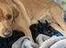 1 x Boy available for his forever home. Rare mixed breed kc reg red fox lab and pekingese, puppies have been wormed to date.