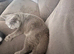British short hair male rehome
