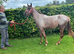Stunning Appaloosa yearling filly