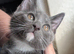 British shorthair kitten for sale