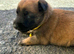 Belgian Malinois puppies for sale