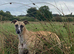 Tilly