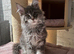 TICA REG Maine Coon XXL Kittens