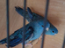 Pair of Blue Lineolated Parakeets