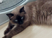 ted is a Seal sepia now called a cheribum h.e's the most loving affectionate little boy he is is coming up 9 months.as all male cats of this age he wi
