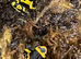 Bumble Bee Dart Frogs
