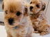 Beautiful Maltipoo Puppies
