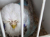 Budgie for sale