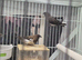 Bengalese finches