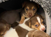 Stunning chocolate mini Jack Russells