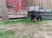 Rottwiler puppies 6 available