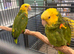 Double Yellow-headed Amazon