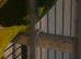 Male and female breeding pair of caique parrots with a chick