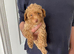 Tiny Toy Poodle