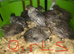 SEXED QUAILS/CHINESE PAINTED BUTTONS !