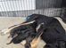 Saluki puppies