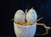 Japanese coturnix