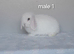 Purebred mini lop rabbits ready now