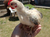 LAST 3 SERAMA HENS
