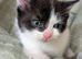 Very sweet Black and white girl RE AVAILABLE, flead/wormed/litter trained/socialised £80