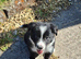 Gorgeous collie pups