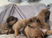Lakeland terrier puppies
