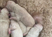Goldendoodles available