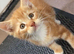 Ginger and 3 tabby kittens