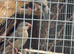 Fawn Java sparrow
