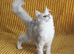 TICA Registered Silver Shaded Maine Coon Kitten