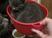 Two Russian blue baby boys