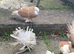 A beautiful pigeons