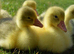 *SELLING FAST* Friendly Large-Strain Embden Goslings - 2026 Hatch