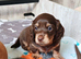 Exceptional tiny miniature dachshunds puppies