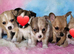 Long & short coat chihuahuas