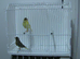 Pair Of Canaries +New Carry Cage £50