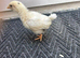 1x young chicken chick
