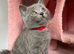 Beautiful blue baby bears bsh x