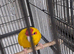 Kakarike