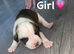 American bulldog XStaffy