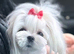 Korean Maltese Adult Boy