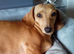 Dachshund